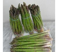 Vivai le Georgiche - Pianta vera di Asparago Verde Asparagus officinalis Asparago comune, Asparagio - vaso Ø 15 cm