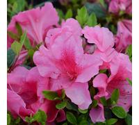 Vivai le Georgiche - Pianta vera di Azalea Encore "Carnival" Serie Encore® Rododendro 'Carnival' - vaso Ø 19 cm - altezza alla vendita 20-30 cm