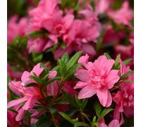 Vivai le Georgiche - Pianta vera di Azalea Encore "Empress" Serie Encore® Rododendro 'Conles' - vaso Ø 18 cm - altezza alla vendita 20-30 cm
