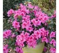 Vivai le Georgiche - Pianta vera di Azalea Encore "Sangria" - vaso Ø 18 cm - altezza alla vendita 20-30 cm