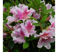 Vivai le Georgiche - Pianta vera di Azalea Encore "Twist" - vaso Ø 19 cm - altezza alla vendita 40-60 cm