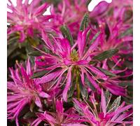 Vivai le Georgiche - Pianta vera di Azalea mollis "Starstyle Lila" - Rhododendron 'Azaare02' - - diametro vaso Ø 19 cm