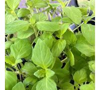 Vivai le Georgiche - Pianta vera di Basilico alla vaniglia Ocimum basilicum 'Vanilla' - vaso Ø 12 cm