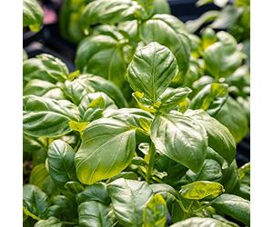 Vivai le Georgiche - Pianta vera di Basilico Genovese Ocimum basilicum 'Genova' Basilico Italiano classico, Basilico da pesto - vaso Ø 14 cm