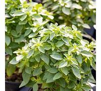 Vivai le Georgiche - Pianta vera di Basilico greco Ocimum basilicum var. minimum 'Gr asilico a palla - vaso Ø 10 cm