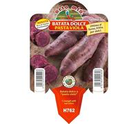 Vivai le Georgiche - Pianta vera di Batata dolce americana Viola Patata - vaso Ø 10 cm
