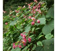 Vivai le Georgiche - Pianta vera di Begonia grandis subsp. evansiana - vaso Ø 10 cm