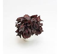 Vivai le Georgiche - Pianta vera di Begonia "Magic Colours Etna" - vaso Ø 12 cm - altezza alla vendita 5-10 cm