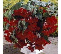 Vivai le Georgiche - Pianta vera di Begonia Pendula Red - Bulbi