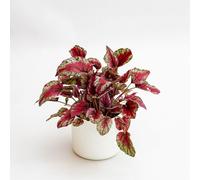 Vivai le Georgiche - Pianta vera di Begonia rex "Inca Flame" - vaso Ø 12 cm