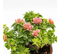 Vivai le Georgiche - Pianta vera di Bougainvillea "Mini-Thai" - vaso Ø 23 cm