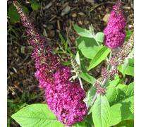 Vivai le Georgiche - Pianta vera di Buddleja davidii "Miss Ruby" Buddleia, Albero delle farfalle 'Miss Ruby' - vaso Ø 18 cm