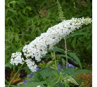 Vivai le Georgiche - Pianta vera di Buddleja davidii "Rêve de Papillon White" Buddleja davidii 'Minpap2' Buddleia, Albero farfalle 'Rêve de Papillon White' - vaso Ø 24 cm