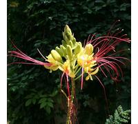 Vivai le Georgiche - Pianta vera di Caesalpinia gilliesii - altezza alla vendita 60-80 cm