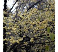 Vivai le Georgiche - Pianta vera di Calicanto d'inverno - vaso Ø 24 cm