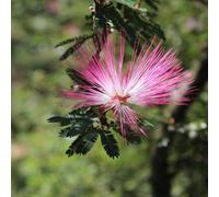 Vivai le Georgiche - Pianta vera di Calliandra brevipes Powderpuff rosa - altezza alla vendita 40-60 cm