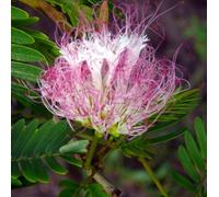 Vivai le Georgiche - Pianta vera di Calliandra surinamensis Suriname - vaso Ø 18 cm - altezza alla vendita 60-80 cm