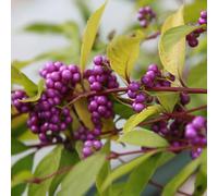 Vivai le Georgiche - Pianta vera di Callicarpa bodinieri var. giraldii - - - diametro vaso Ø 18 cm