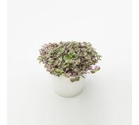 Vivai le Georgiche - Pianta vera di Callisia repens "Pink Lady" Callisia 'Magic Pink' - vaso Ø 12 cm - altezza alla vendita 5-10 cm