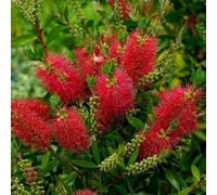 Vivai le Georgiche - Pianta vera di Callistemon "Captain Cook" Callistemon viminalis 'Captain Cook' Scovolino 'Capitano Cook' - vaso Ø 17 cm - altezza alla vendita 20-30 cm