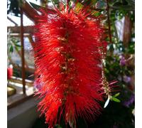 Vivai le Georgiche - Pianta vera di Callistemon citrinus "Splendens" - vaso Ø 24 cm