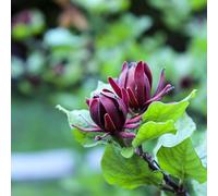 Vivai le Georgiche - Pianta vera di Calycanthus floridus - vaso Ø 24 cm