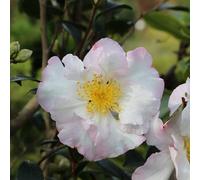 Vivai le Georgiche - Pianta vera di Camellia sasanqua "Hinode-gumo" Camelia 'Hinode-gumo' Camelia di Natale - vaso Ø 19 cm - altezza alla vendita 30-40 cm