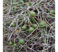 Vivai le Georgiche - Pianta vera di Capparis spinosa Cappero comune - vaso Ø 14 cm - altezza alla vendita 15-20 cm
