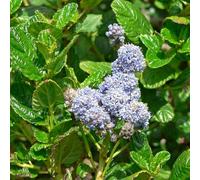 Vivai le Georgiche - Pianta vera di Ceanothus griseus var. horizontalis "Yankee Point" Lillà della California 'Yankee Point' - vaso Ø 15 cm - altezza alla vendita 20-30 cm