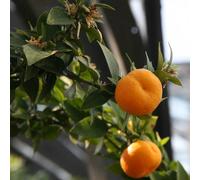 Vivai le Georgiche - Pianta vera di Chinotto - vaso Ø 20 cm