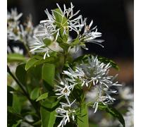 Vivai le Georgiche - Pianta vera di Chionanthus retusus Chionanthus retusus var. serrulatus Albero della neve, Frassino cinese a frange - vaso Ø 30 cm - altezza alla vendita 60-80 cm