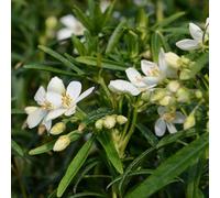 Vivai le Georgiche - Pianta vera di Choisya "Aztec Pearl" Choisya x dewitteana 'Aztec Pearl' Arancia messicana 'Aztec Pearl' - vaso Ø 17 cm - altezza alla vendita 20-30 cm