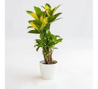 Vivai le Georgiche - Pianta vera di Codiaeum variegatum "Mrs Iceton" Codiaeum variegatum var. pictum 'Mrs Iceton' Croton 'Mrs Iceton' - vaso Ø 19 cm - altezza alla vendita 40-60 cm