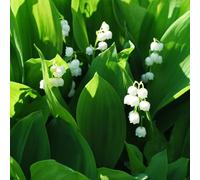 Vivai le Georgiche - Pianta vera di Convallaria majalis Mughetto, Lacrime della Madonna - vaso Ø 9 cm