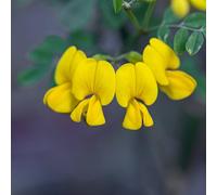 Vivai le Georgiche - Pianta vera di Coronilla emerus Hippocrepis emerus Scorpione senna - vaso Ø 8,5 cm - altezza alla vendita 20-30 cm