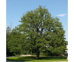 Vivai le Georgiche - Pianta vera di Corylus colurna Corylus avellana 'Colurna' Nocciolo turco - altezza alla vendita 80-100 cm