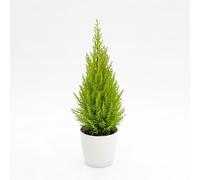 Vivai le Georgiche - Pianta vera di Cupressus macrocarpa "Wilma" - vaso Ø 12 cm
