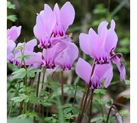 Vivai le Georgiche - Pianta vera di Cyclamen hederifolium - Bulbi Ciclamino