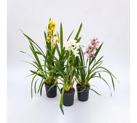 Vivai le Georgiche - Pianta vera di Cymbidium in varietà Orchidea - vaso Ø 14 cm - altezza alla vendita 40-60 cm