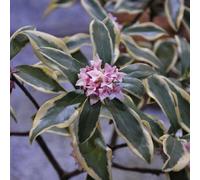 Vivai le Georgiche - Pianta vera di Daphne odora "Aureomarginata" D. odora 'Marginata', D. japonica 'Striata' Dafne invernale con bordo dorato - vaso Ø 17 cm - altezza alla vendita 20-30 cm