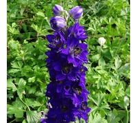 Vivai le Georgiche - Pianta vera di Delphinium "Dark Blue Black Bee" Delfinio, Speronella - vaso Ø 12 cm