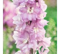Vivai le Georgiche - Pianta vera di Delphinium "Magic Fountain Deep Rose/White Bee" Delfinio, Speronella - vaso Ø 10 cm