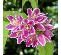 Vivai le Georgiche - Pianta vera di Deutzia x hybrida "Perle Rose" Deuzia - vaso Ø 24 cm