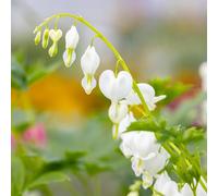 Vivai le Georgiche - Pianta vera di Dicentra spectabilis "Alba" - - - diametro vaso Ø 11 cm