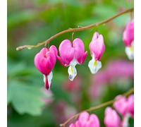 Vivai le Georgiche - Pianta vera di Dicentra spectabilis - - - diametro vaso 11 cm x 11 cm