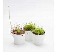 Vivai le Georgiche - Pianta vera di Drosera in varietà Carnivora - vaso Ø 12 cm - altezza alla vendita 5-10 cm