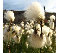 Vivai le Georgiche - Pianta vera di Eriophorum angustifolium Pennacchio, Erba di cotone - vaso Ø 9 cm