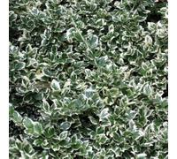 Vivai le Georgiche - Pianta vera di Euonymus fortunei "Emerald Gaiety" - Euonymus 'Gaiety' - Evonimo - diametro vaso Ø 17 cm