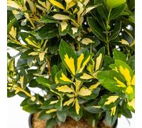 Vivai le Georgiche - Pianta vera di Euonymus japonicus "Luna Gold" Evonimo del Giappone - vaso Ø 19 cm - altezza alla vendita 30-40 cm
