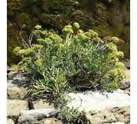 Vivai le Georgiche - Pianta vera di Finocchio marino Crithmum maritimum Camphire, Crestmarine, Finocchio di mare - vaso Ø 17 cm